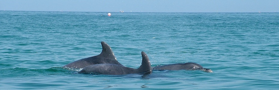 Explore hidden coves, secret beaches and the vast expanse of the ocean in search of amazing Cornish wildlife. 