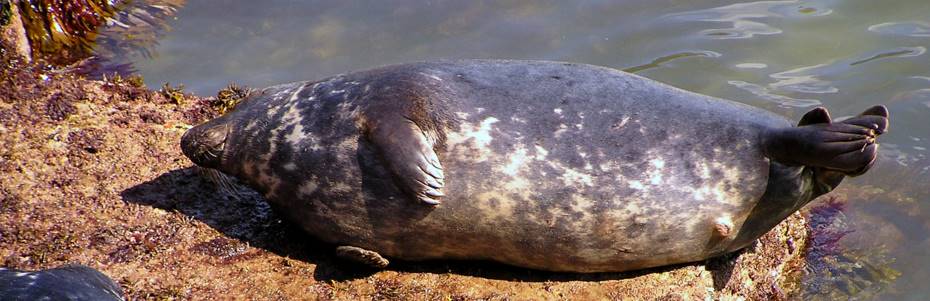 Newquay's Harbour seals. Newquay's Harbour seals.