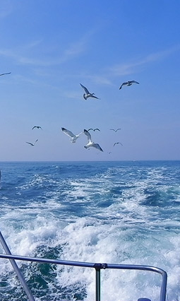 Come on board for an amazing adventure..
