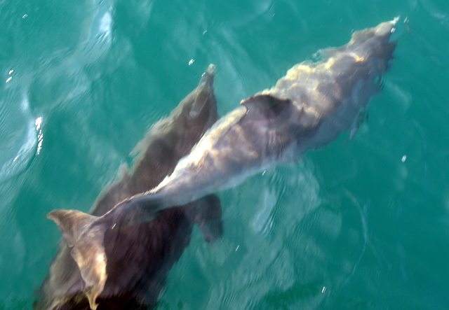 Adult and Juvenile Bottlenose Dolphin playing across Atlantic Diver bow.