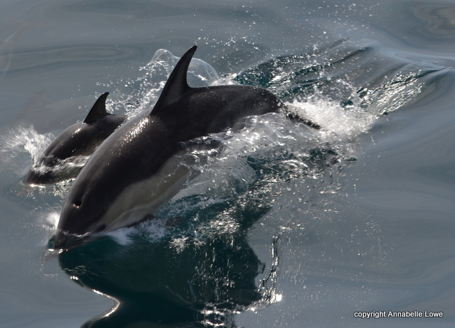 Mother and calf Common Dolphin