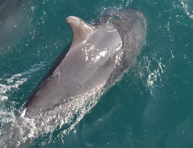 Cutiest Bottlenose Dolphin Calf ever....in Newquay Bay