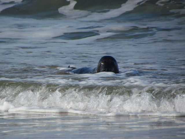 Another released seal pup looks back at Basil